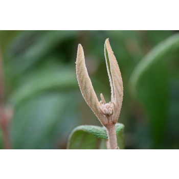 Kalina sztywnolistna - Viburnum rhythidophyllum