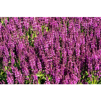 Szałwia omszona Royal Magenta - Salvia nemorosa