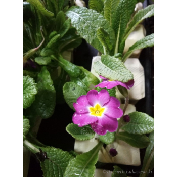 Pierwiosnek bezłodygowy-Primula acaulis