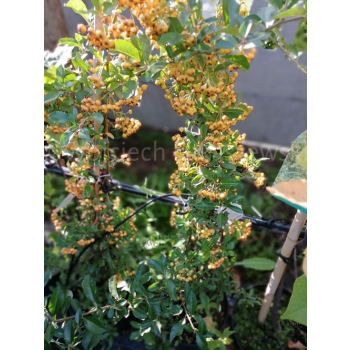 Ognik Soleil d`Or-Pyracantha