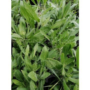 Gailardia niska-Gaillardia aristata