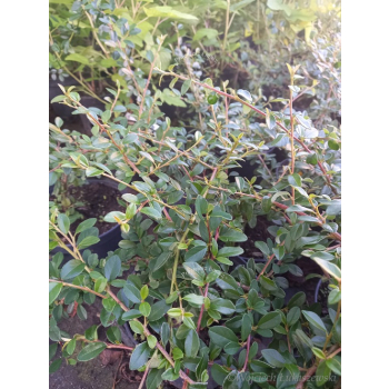 Irga okrywowa-Cotoneaster