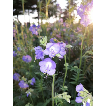 Wielosił błękitny-Polemonium coerulea