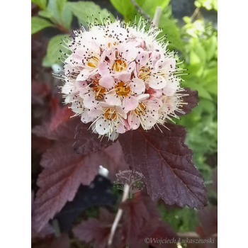 Pęcherznica kalinolistna Lady in Red-Physocarpus opulifolius