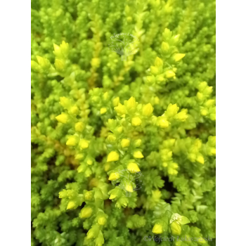 Rozchodnik ostry-Sedum acre