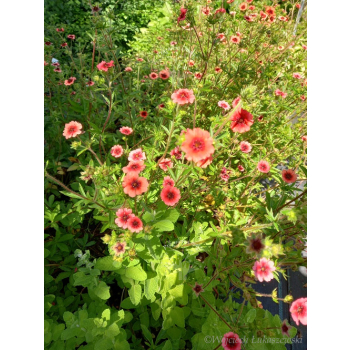 Pięciornik nepalski-Potentilla nepalensis