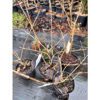 Forsycja pośrednia Beatrix Farrand-Forsythia x intermedia
