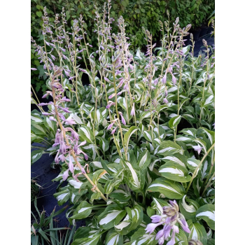 Funkia falista-Hosta