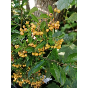 Ognik Soleil d`Or-Pyracantha