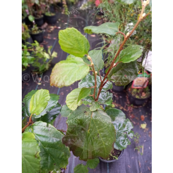 Fotergilla większa-Fothergilla major