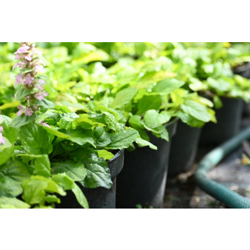 Dąbrówka rozłogowa Gold Chang - Ajuga reptans