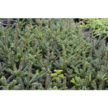 Jodła Frasera-Abies fraseri