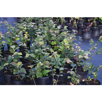 Fotergilla mieszańcowa Sea Spray - Fothergilla x intermedia