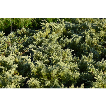 Jałowiec wirginijski Silver Spreader - Juniperus virginiana