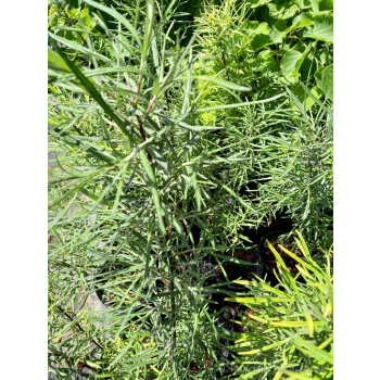 Wierzba mała-Salix exigua