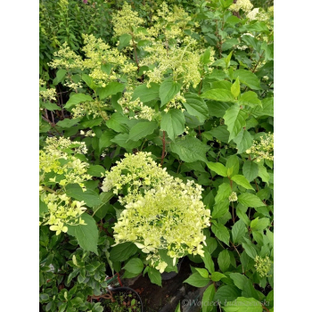 Hortensja bukietowa Mega Pearl-Hydrangea paniculata