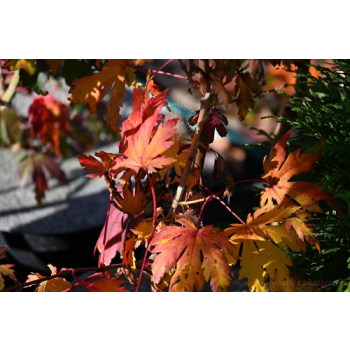 Klon ussuryjski - Acer pseudosieboldianum