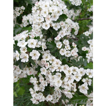 Głóg jednoszyjkowy-Crataegus monogyna
