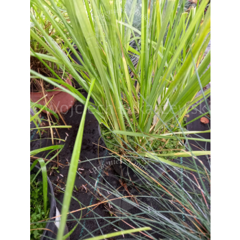 Turówka wonna-Hierochloe odorata
