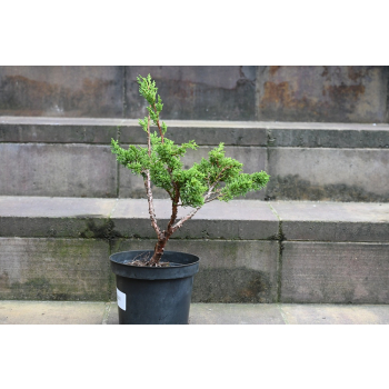Jałowiec chiński Shimpaku - Juniperus chinensis 0081