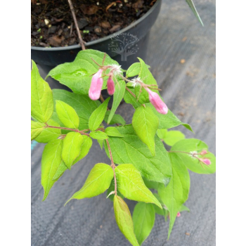 Kolkwicja chińska Rosea-Kolkwitzia amabilis