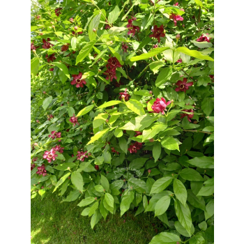 Kielichowiec Raulstona Hartlage Wine-Calycanthus x raulstonii