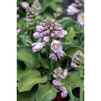 Funkia Blue Mouse Ears - Hosta hybrid
