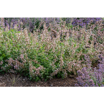 Kocimiętka wielkokwiatowa Dawn to Dusk - Nepeta grandiflora