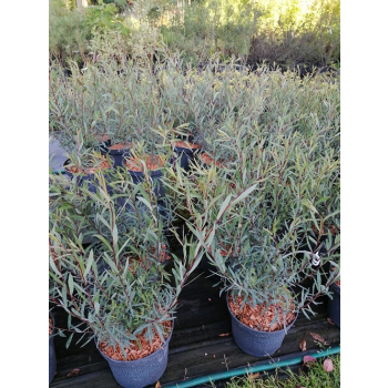 Wierzba purpurowa Nana - Salix purpurea Nana