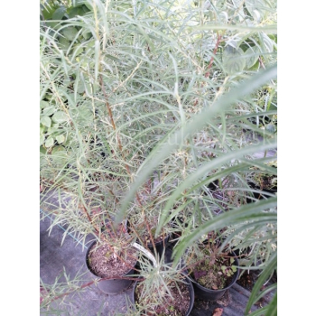 Wierzba płożąca Rosmarnifolia - Salix repens