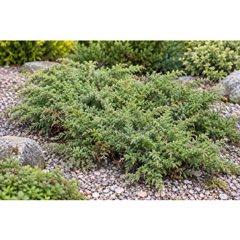 Jałowiec pospolity Repanda - Juniperus communis