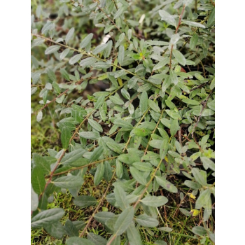 Wierzba Moorei-Salix x grahamii