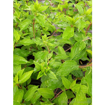 Hortensja bukietowa Phantom-Hydrangea paniculata