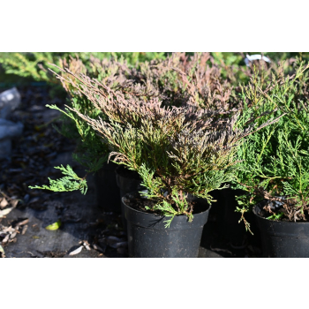 Jałowiec płożący Plumosa - Juniperus horizontalis Plumosa
