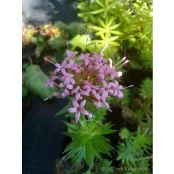 Kozłówka długoszyjkowa-Phuopsis stylosa