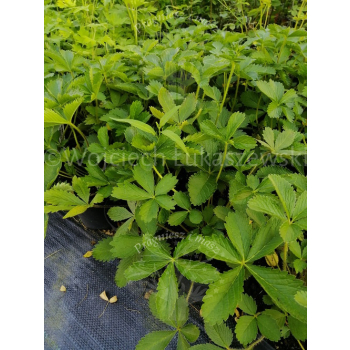 Pięciornik nepalski-Potentilla nepalensis