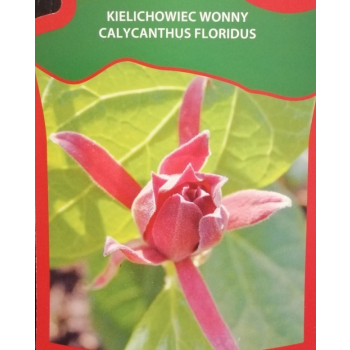 Kielichowiec wonny-Calycanthus floridus