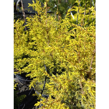 Jałowiec pospolity Suecica Aurea-Juniperus communis