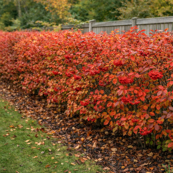 Głogownik kosmaty - Photinia villosa