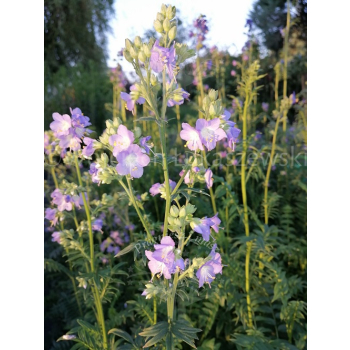 Wielosił błękitny-Polemonium coerulea