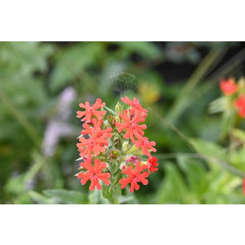 Firletka chalcedońska - Lychnis chalcedonica