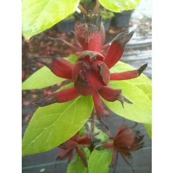 Kielichowiec wonny-Calycanthus floridus