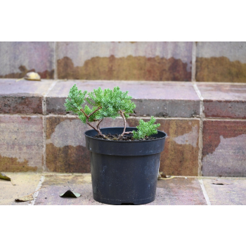 Jałowiec rozesłany Nana - Juniperus procumbens 0025
