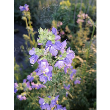 Wielosił błękitny-Polemonium coerulea