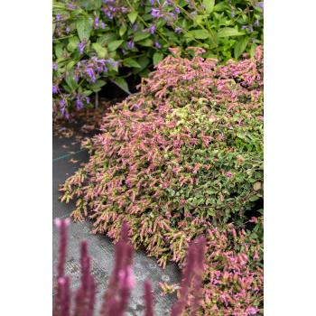 Oregano Bristol Cross - Origanum vulgare
