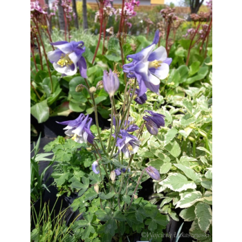 Orlik niski-Aquilegia vulgaris