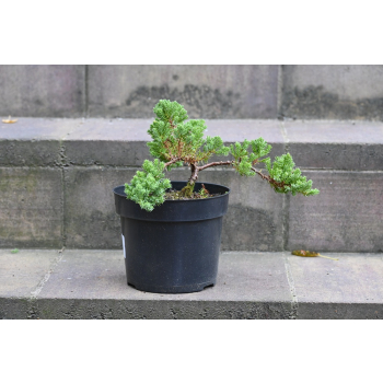 Jałowiec rozesłany Nana - Juniperus procumbens 0021