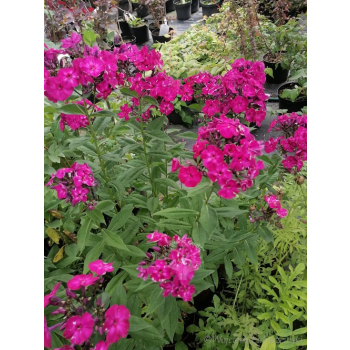 Płomyk wiechowaty Famous Magenta - Phlox paniculata