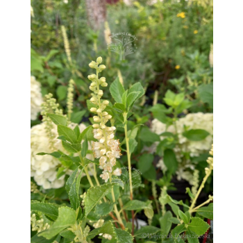 Orszelina olcholistna Clea-Clethera alnifolia