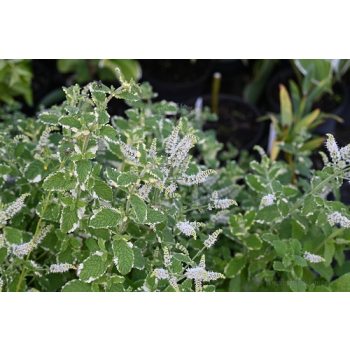 Mięta ananasowa-Mentha rotundifolia